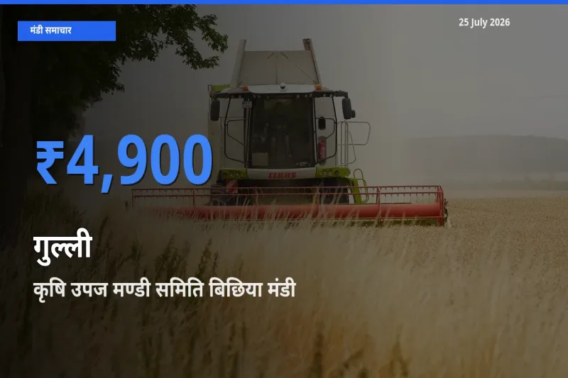 कृषि उपज मण्डी समिति बिछिया मंडी में आज गुल्ली के सबसे ऊँचे दाम दर्ज