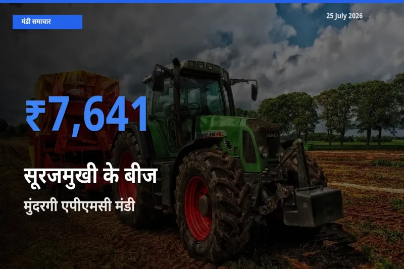 आज सूरजमुखी के बीज के सबसे ज़्यादा दाम मुंदरगी एपीएमसी मंडी में दर्ज