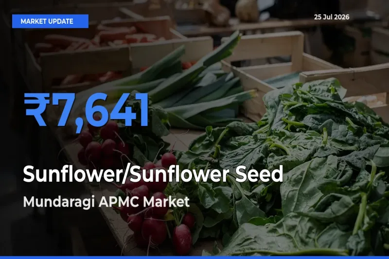 Mundaragi APMC Tops Sunflower/Sunflower Seed Mandi Rates Today