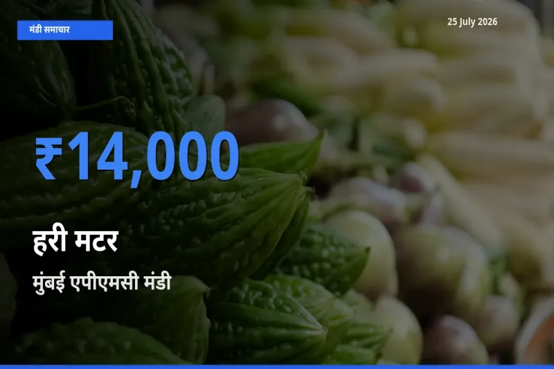 बाज़ार संकेत: मुंबई एपीएमसी बना हरी मटर के लिए आज की टॉप मंडी