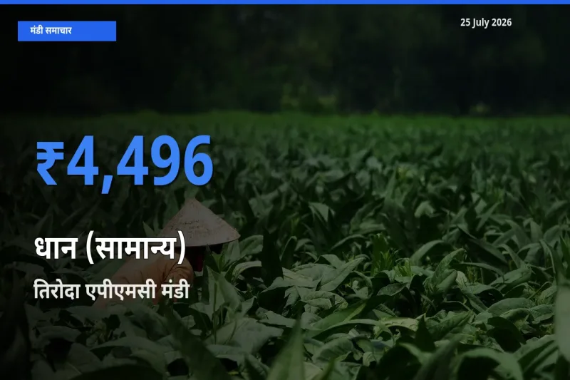 बाज़ार संकेत: तिरोदा एपीएमसी बना धान (सामान्य) के लिए आज की टॉप मंडी