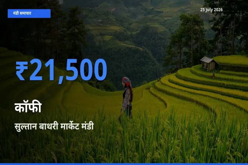 आज कॉफी के सबसे ज़्यादा दाम सुल्तान बाथरी मार्केट मंडी में दर्ज