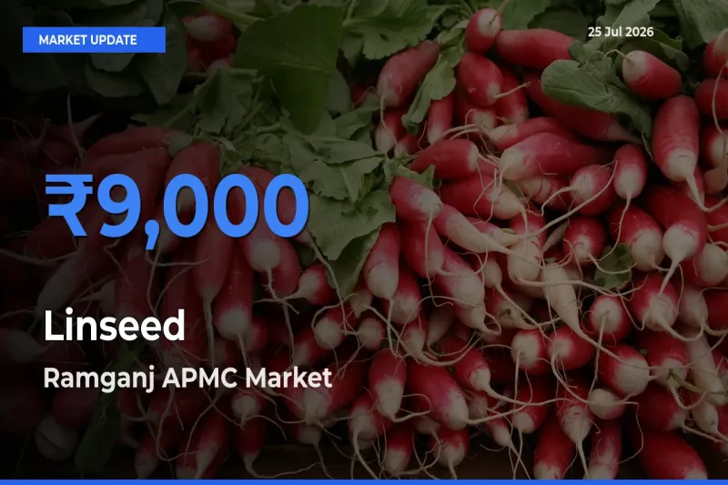 Ramganj APMC Tops Linseed Rates – July 25 Market Update