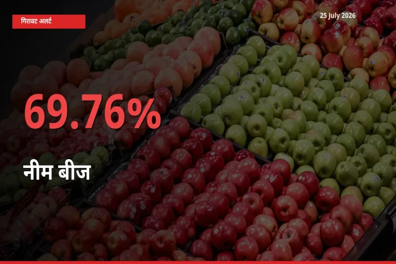 69.76% की गिरावट! मंडी में नीम बीज के दाम अचानक टूटे