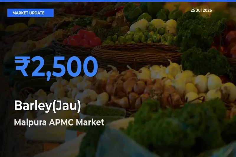 Malpura APMC Leads as Top Mandi for Barley(Jau) Prices