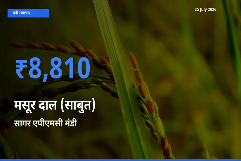 सागर एपीएमसी में मसूर दाल (साबुत) का आज सबसे ऊँचा भाव