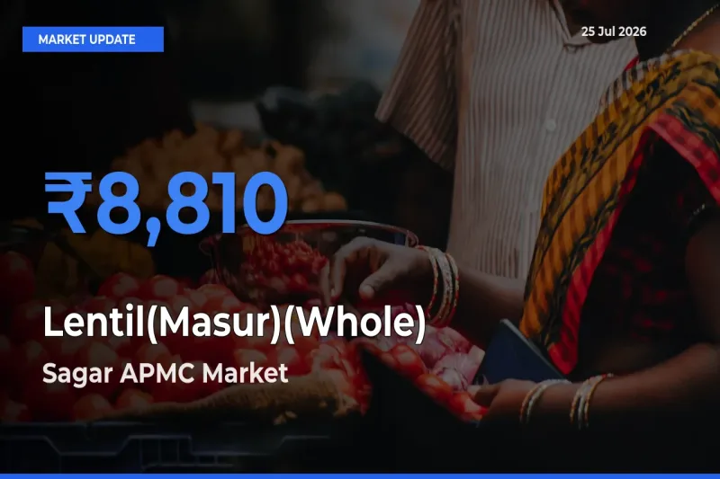 Sagar APMC Offers ₹8,810 – Highest Lentil(Masur)(Whole) Rate Today