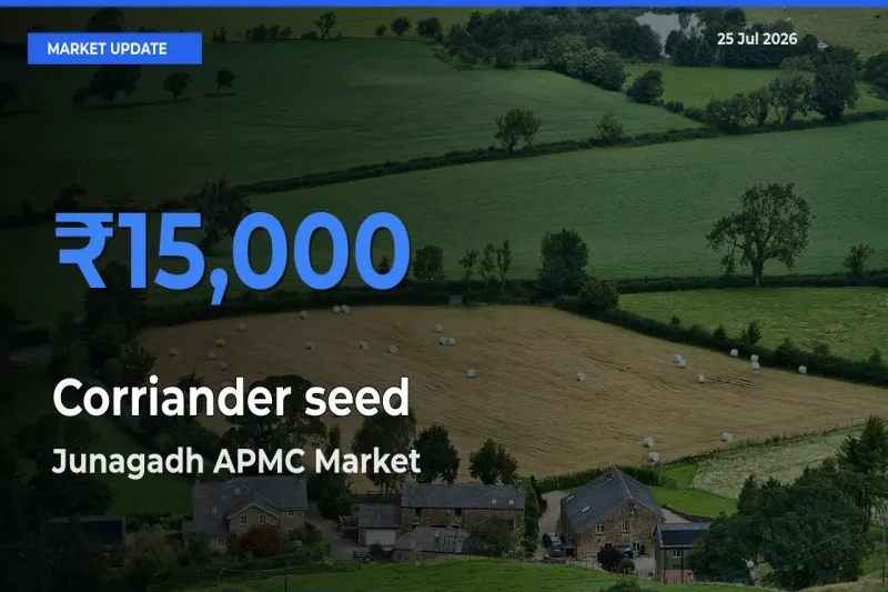 Corriander seed Mandi Rate Today: Junagadh APMC Tops the List