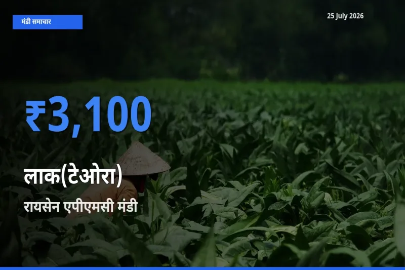 आज का मंडी भाव: लाक(टेओरा) के सबसे ज़्यादा दाम रायसेन एपीएमसी में