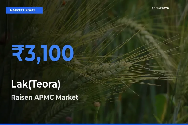 Lak(Teora) Mandi Rate Today: Raisen APMC Tops the List