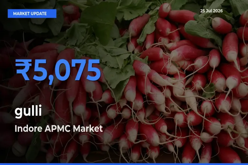 Farmers Prefer Indore APMC as gulli Hits Highest Rate