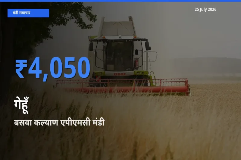 आज गेहूँ के सबसे ऊँचे दाम ₹4,050 बसवा कल्याण एपीएमसी मंडी में