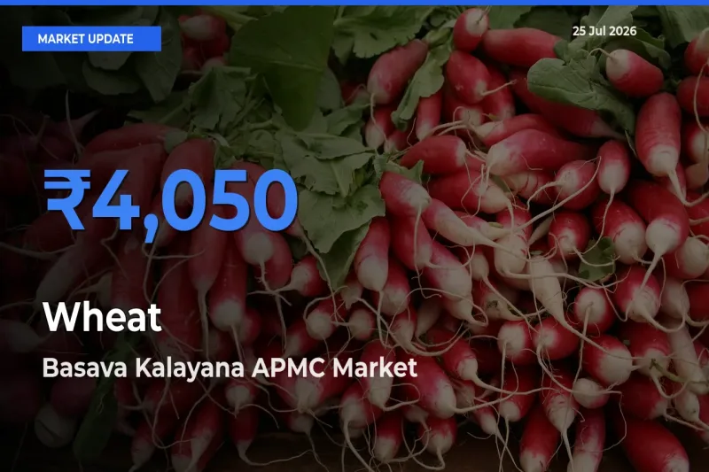 Basava Kalayana APMC Tops Wheat Rates – July 25 Market Update