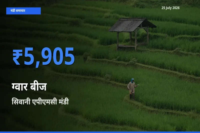 आज का मंडी भाव: ग्वार बीज के सबसे ज़्यादा दाम सिवानी एपीएमसी में