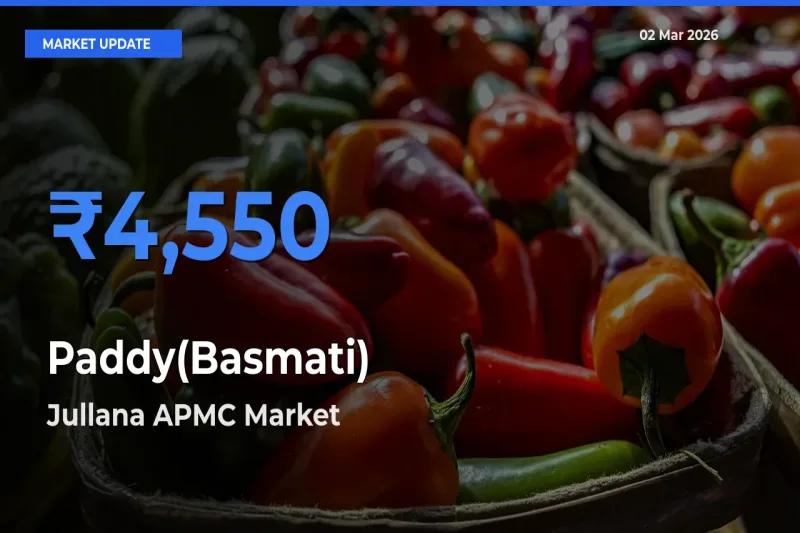 Jullana APMC Emerges as Top Mandi for Paddy(Basmati) Prices Today