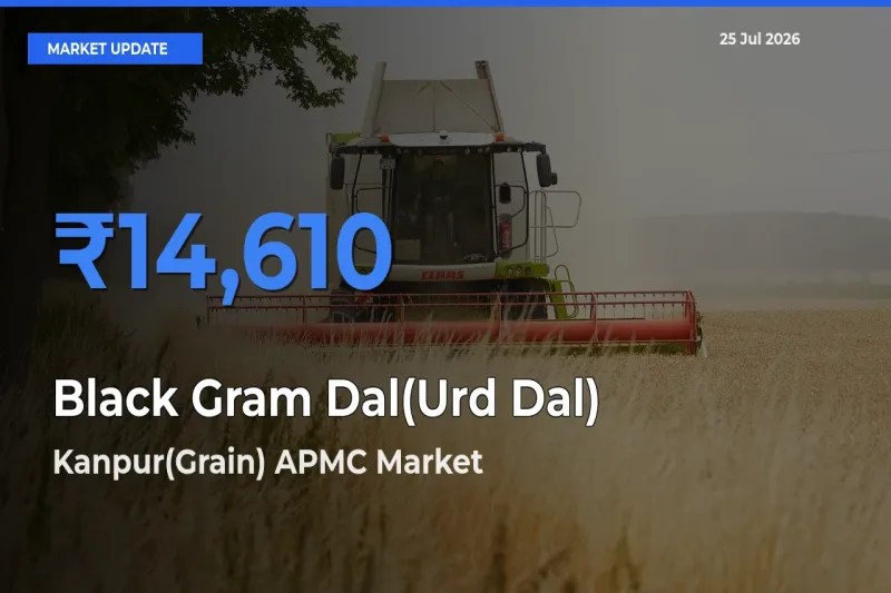 Market Watch: Kanpur(Grain) APMC Becomes Top Mandi for Black Gram Dal(Urd Dal)