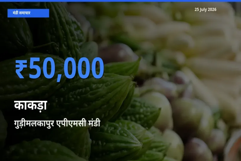 गुड़ीमलकापुर एपीएमसी में काकड़ा का आज सबसे ऊँचा भाव