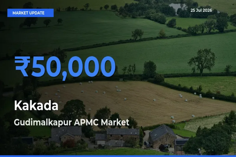 Market Watch: Gudimalkapur APMC Becomes Top Mandi for Kakada