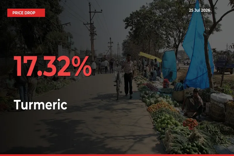 Why Turmeric Prices Fell 17.32% in a Day at Mandis