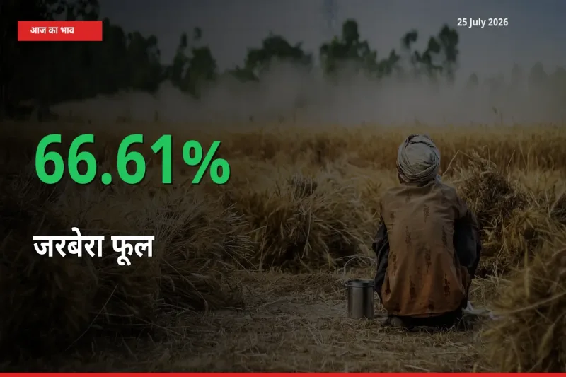 25 July अपडेट: जरबेरा फूल के दाम मंडी में 66.61% उछले
