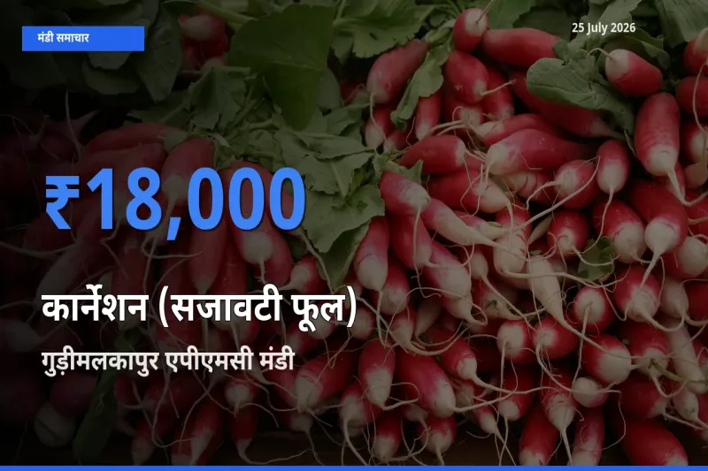 25 July अपडेट: कार्नेशन (सजावटी फूल) के सबसे ऊँचे दाम गुड़ीमलकापुर एपीएमसी मंडी में