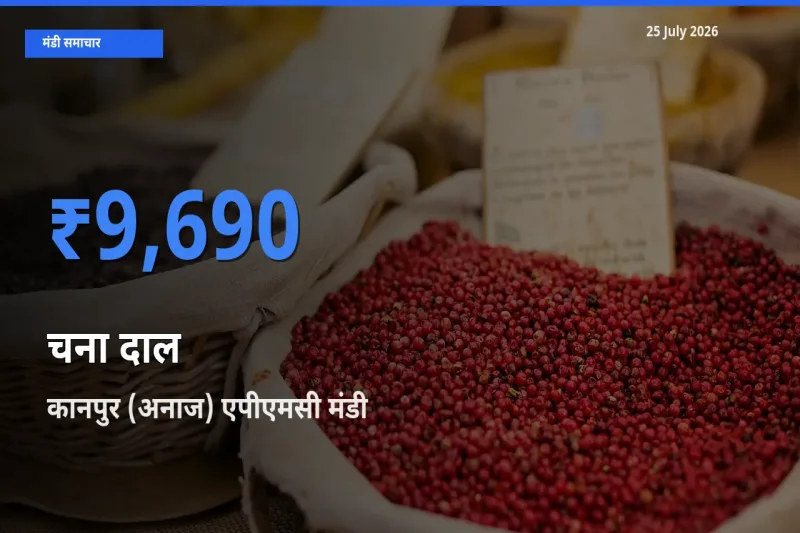 कानपुर (अनाज) एपीएमसी मंडी में आज चना दाल के सबसे ऊँचे दाम दर्ज