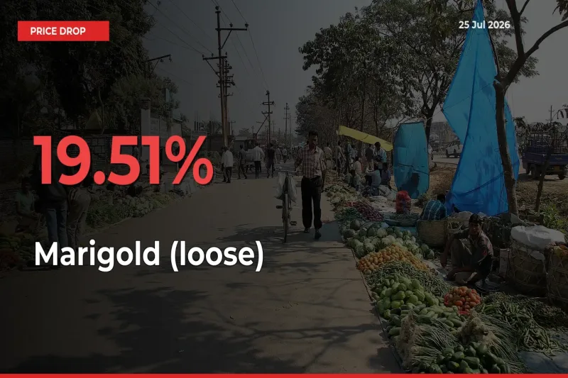 Sudden Shock! Marigold (loose) Drops 19.51% in 24 Hours at Top Mandis
