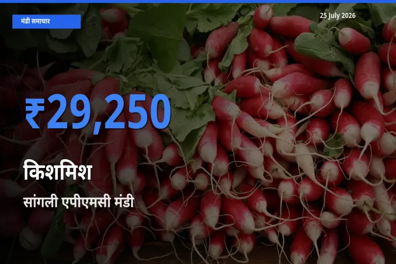 सांगली एपीएमसी में किशमिश का आज सबसे ऊँचा भाव