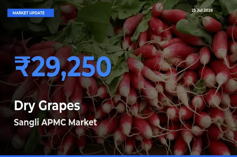Sangli APMC Offers ₹29,250 – Highest Dry Grapes Rate Today