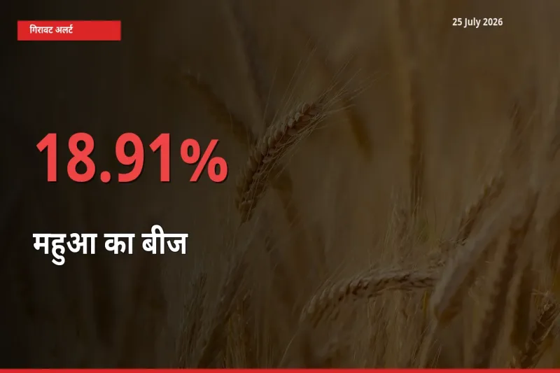 आज का मंडी भाव: महुआ का बीज के दाम मंडी में 18.91% नीचे