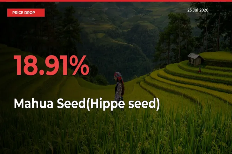 Why Mahua Seed(Hippe seed) Prices Fell 18.91% in a Day at Mandis