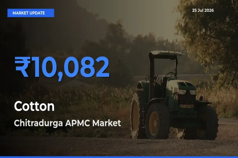 Chitradurga APMC Offers ₹10,082 – Highest Cotton Rate Today