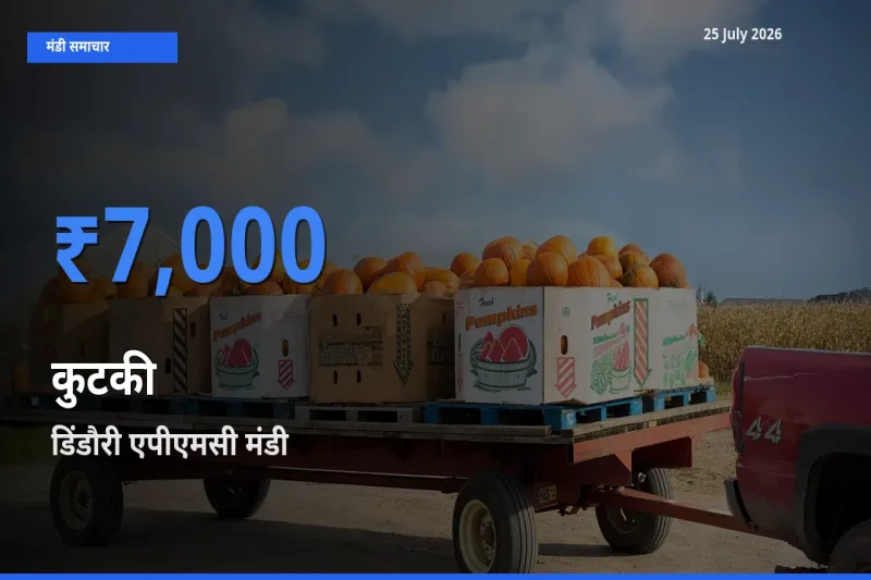 डिंडौरी एपीएमसी में कुटकी का आज सबसे ऊँचा भाव