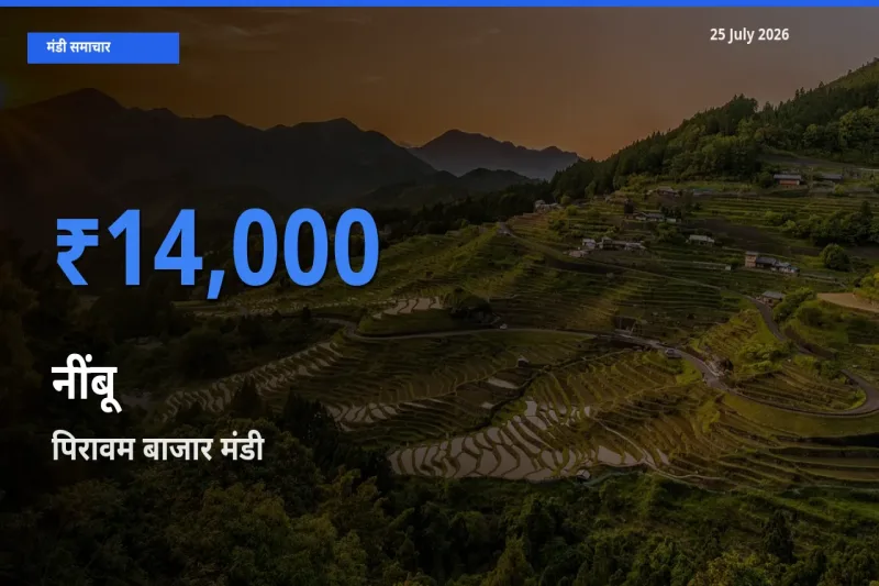 आज नींबू के सबसे ज़्यादा दाम पिरावम बाजार मंडी में दर्ज