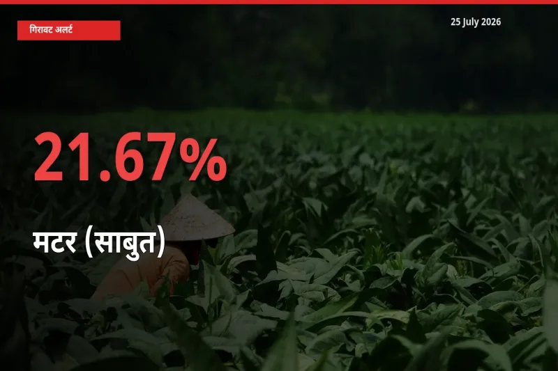 किसानों की चिंता बढ़ी! स्थानीय मंडी में मटर (साबुत) 21.67% गिरा