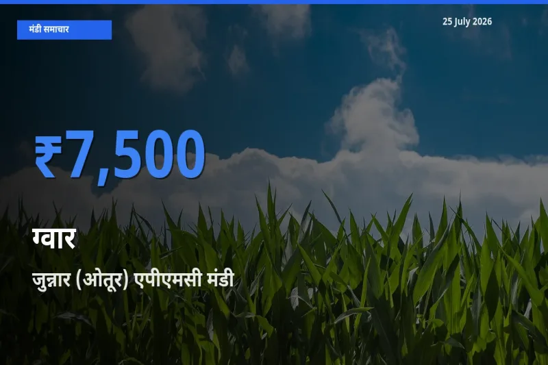 जुन्नार (ओतूर) एपीएमसी में ग्वार का आज सबसे ऊँचा भाव