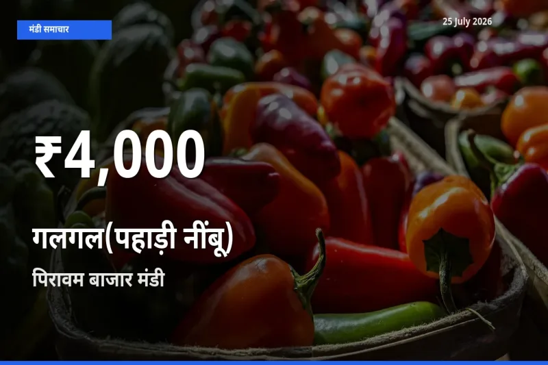 पिरावम बाजार में गलगल(पहाड़ी नींबू) ₹4,000 पर गिरा – 30 दिन का न्यूनतम भाव
