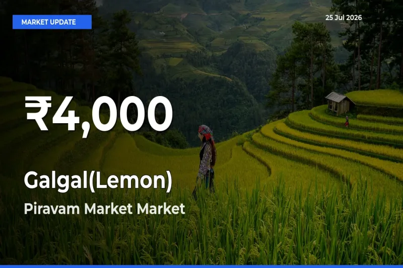 Sharp Fall! Galgal(Lemon) Prices Drop to 30-Day Low in Piravam Market