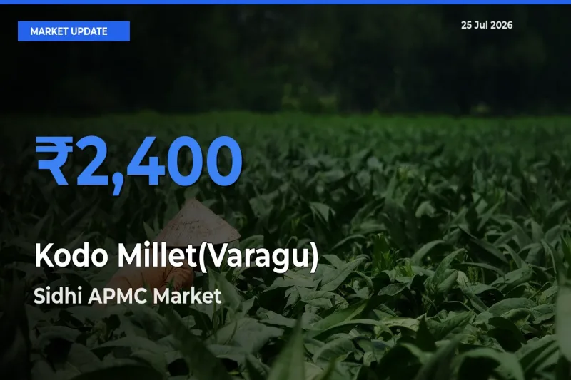 Sidhi APMC Offers ₹2,400 – Highest Kodo Millet(Varagu) Rate Today