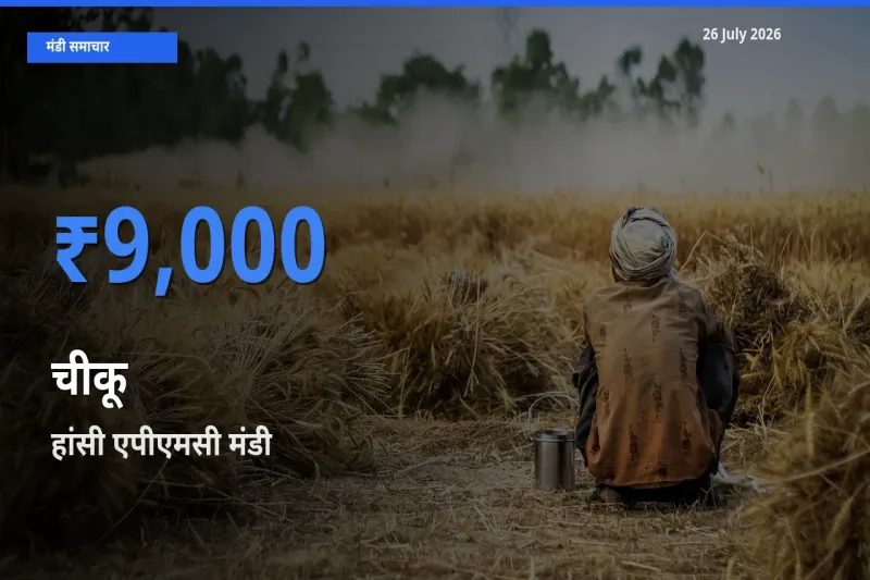 हांसी एपीएमसी मंडी में चीकू ₹9,000 पर पहुँचा – आज का सर्वोच्च भाव