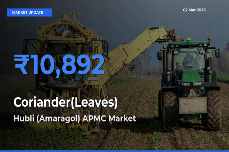 Coriander(Leaves) Mandi Rate Today: Hubli (Amaragol) APMC Tops the List