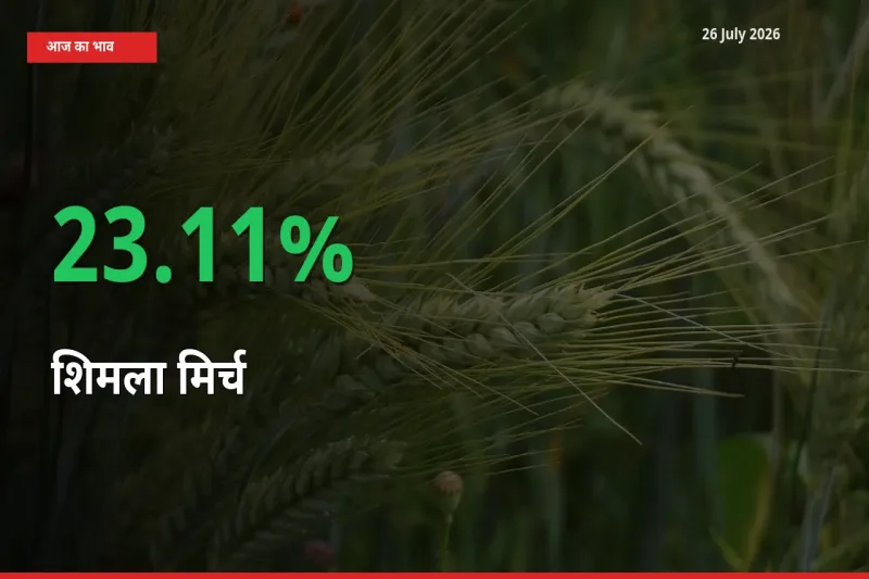 शिमला मिर्च के दाम प्रमुख मंडी में 23.11% बढ़े, 24 घंटे में बड़ा बदलाव