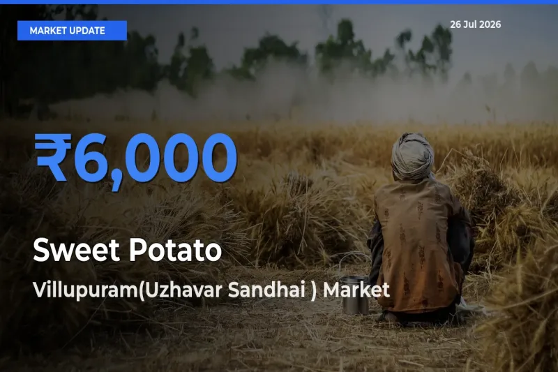 Villupuram(Uzhavar Sandhai ) Emerges as Top Mandi for Sweet Potato Prices Today