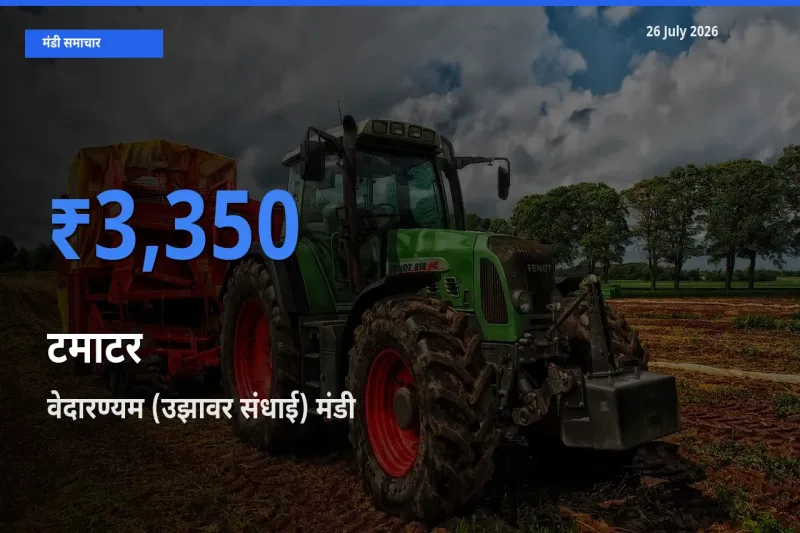 आज का मंडी भाव: टमाटर के सबसे ज़्यादा दाम वेदारण्यम (उझावर संधाई) में