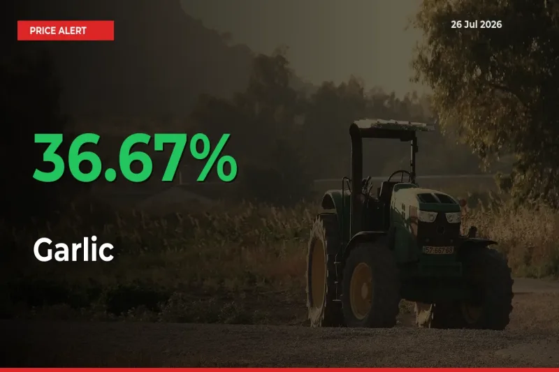 Sharp Jump! Garlic Prices Climb 36.67% in 24 Hours at Key Mandis