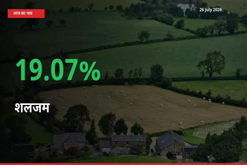 शलजम के दाम प्रमुख मंडी में 19.07% बढ़े, 24 घंटे में बड़ा बदलाव