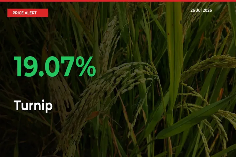 Sharp Jump! Turnip Prices Climb 19.07% in 24 Hours at Key Mandis