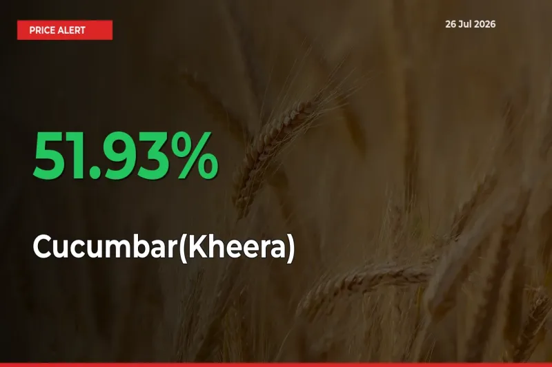 Big Rally! Cucumbar(Kheera) Climbs 51.93% in 24 Hours at Top Mandis