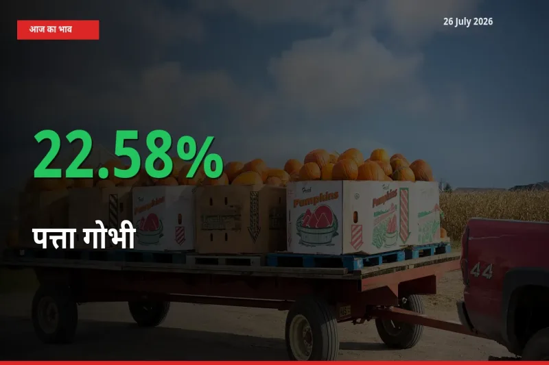 अचानक तेजी! मंडी में पत्ता गोभी के दाम 22.58% चढ़े