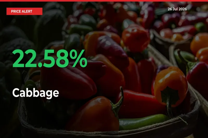 Sharp Jump! Cabbage Prices Climb 22.58% in 24 Hours at Key Mandis